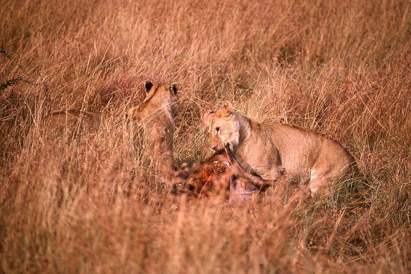 WT 1400 199-34 Kenya.jpg
